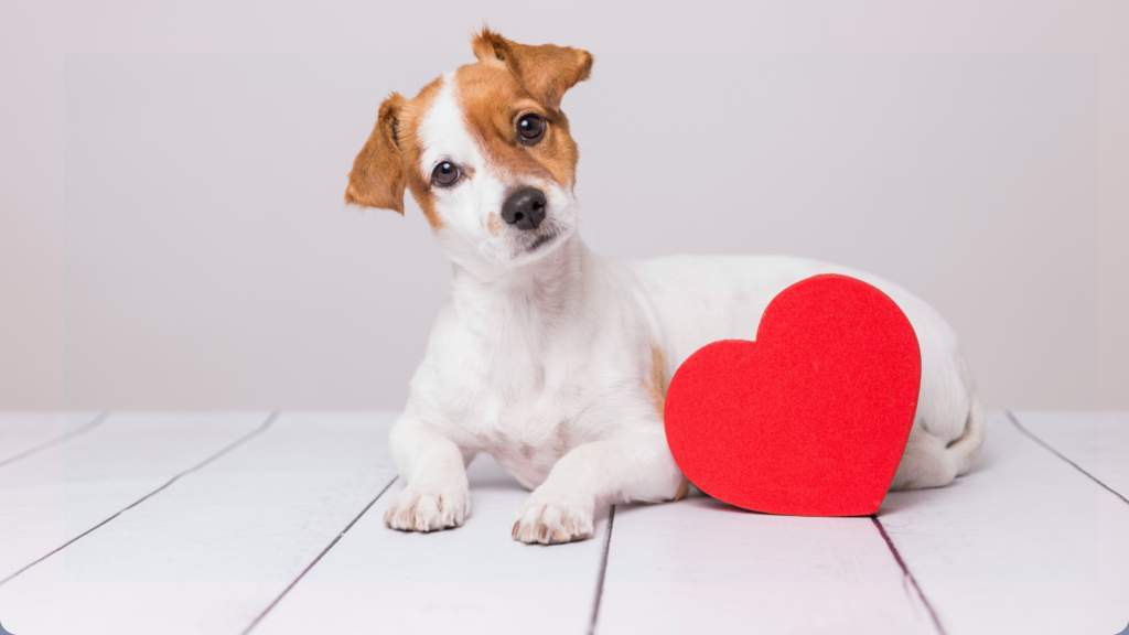 Mesquite Adoption Event