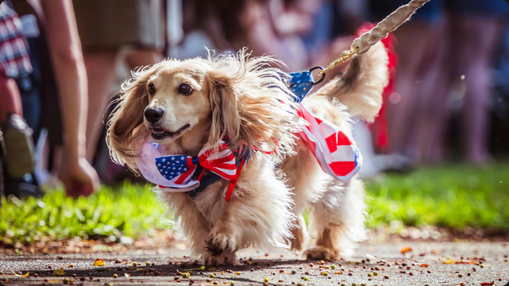 Fashion Furr Freedon – Pet Fashion Show