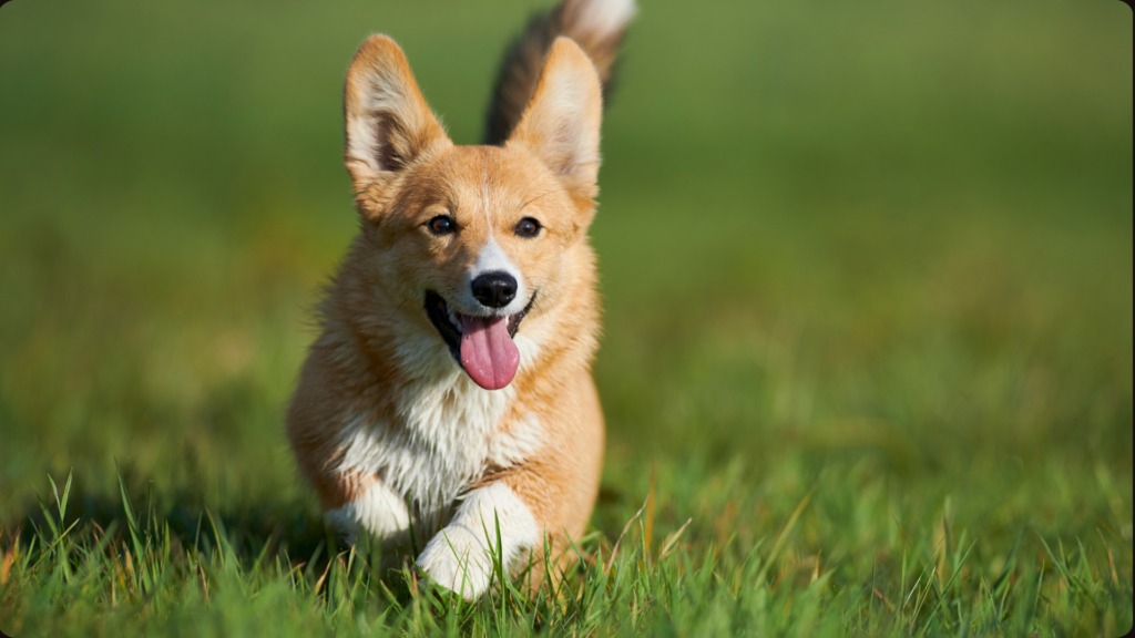 Weiner Dog & Corgi Races – Fallon