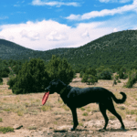 Roadie - Dog Friendly Las Vegas Chief Tester