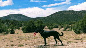 Roadie - Dog Friendly Las Vegas Chief Tester