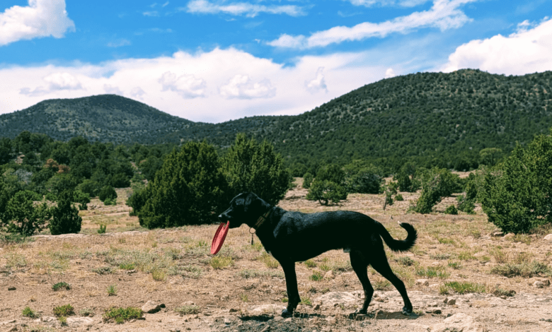 Roadie - Dog Friendly Las Vegas Chief Tester