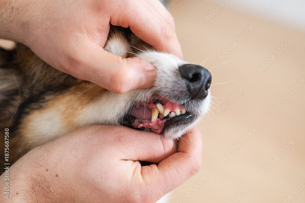 corgi dog tooth close up