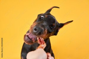 Bark-B-Que Summer Edition