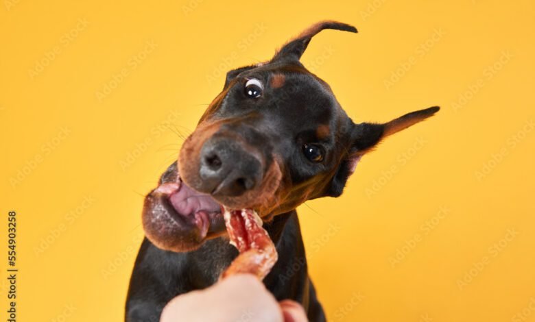 Doberman dog on a yellow background gnaws on a treat. funny pet. Studio photo
