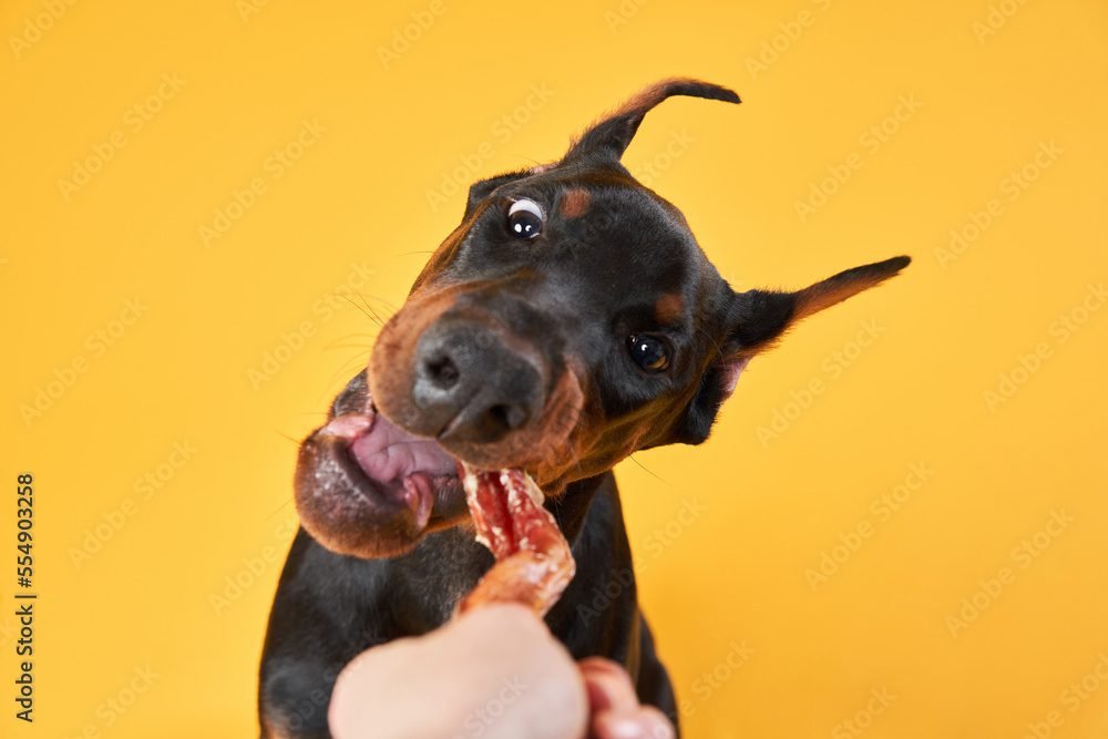 Bark-B-Que Summer Edition