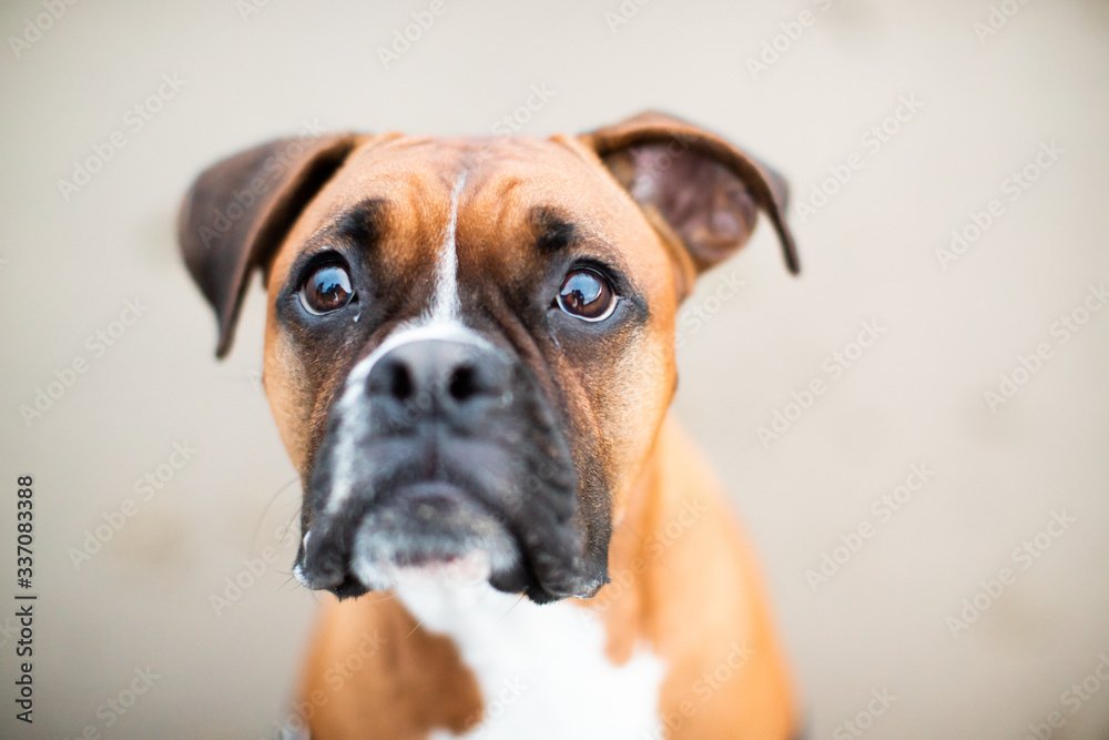 Boxers and Buddies Adoption Event Reno