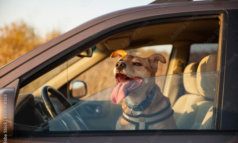 Happy ginger red mix breed dog smiling with his tongue hanging out, looking out of family car window. Sunset time summer wallpaper. Grunge solar bright effect. Copy space background.