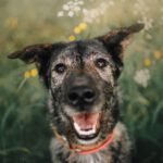 happy grey mixed breed dog portrait outdoors in summer