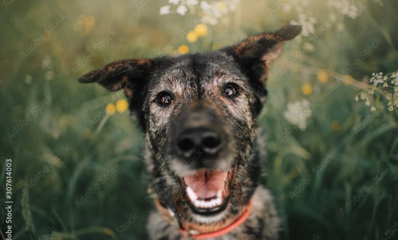 happy grey mixed breed dog portrait outdoors in summer