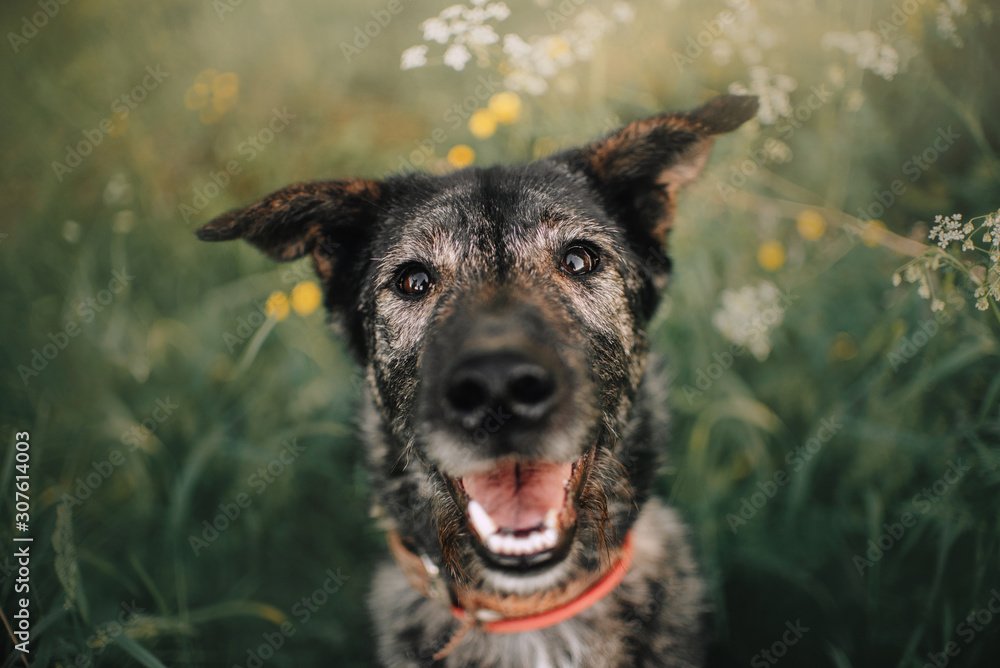 Give a Big Dog a Second Chance – BISSELL Empty the Shelters Event