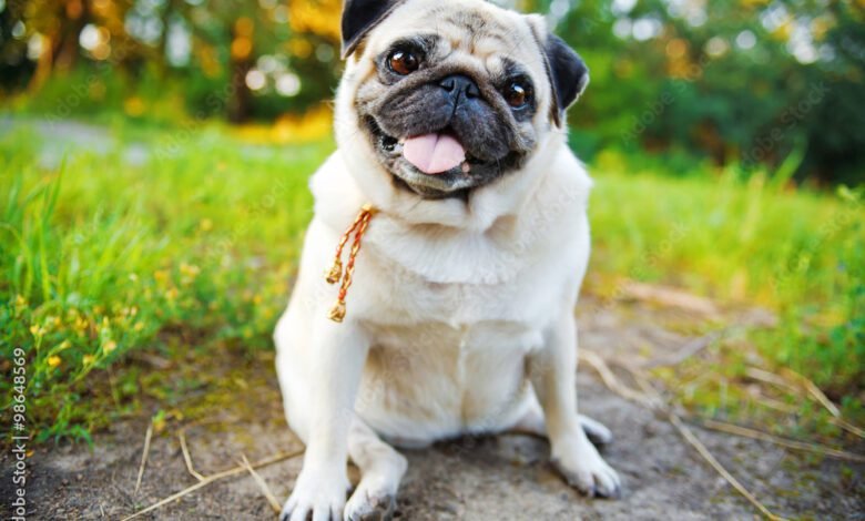 Little smiling pug