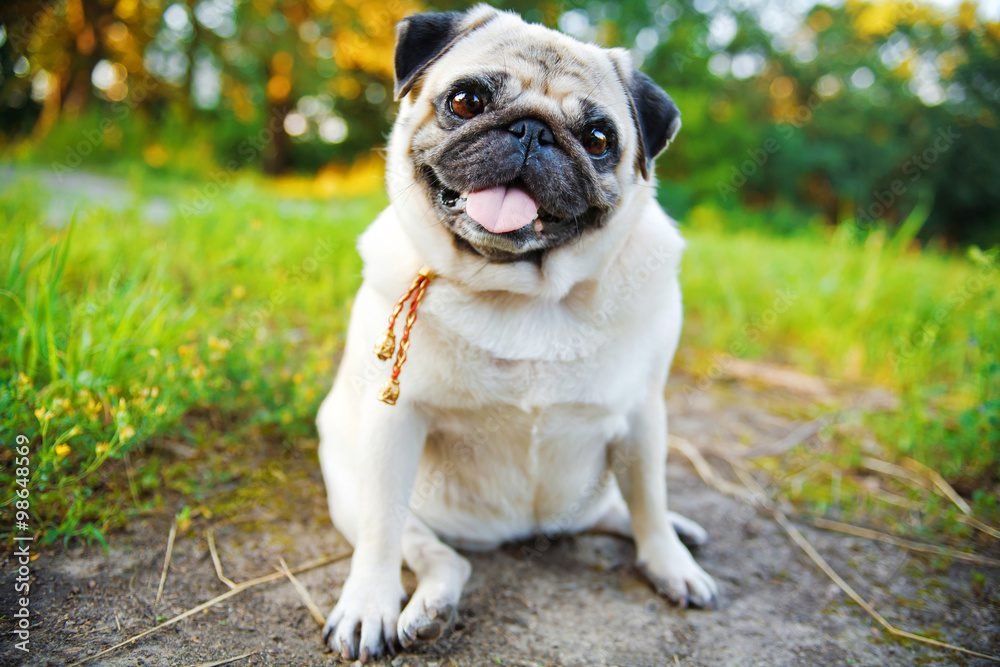 Reno Pet Show & Pug Parade