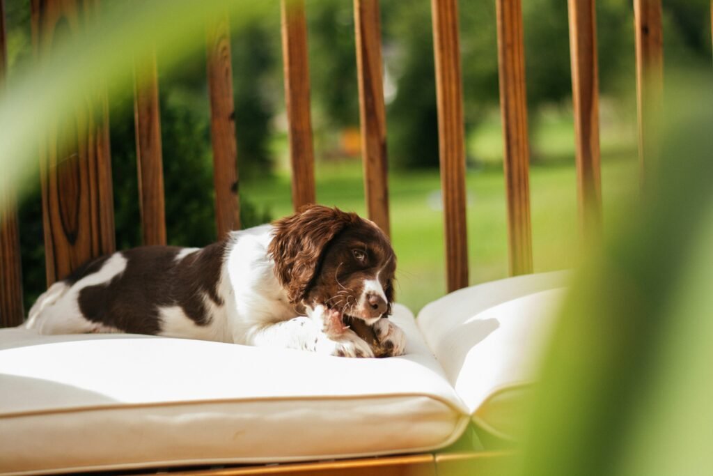Bark-B-Que Summer Edition