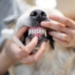 Opening dog's mouse for teeth cleaning