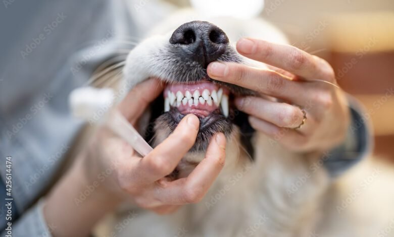 Opening dog's mouse for teeth cleaning