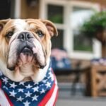 Patriot Bulldog dog celebrating 4th of July wearing bandana with stars and stripes USA flag sitting by a porch