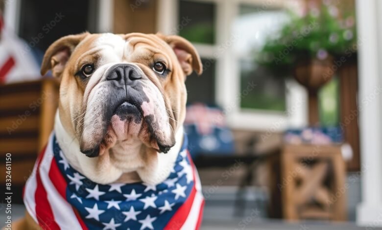 Patriot Bulldog dog celebrating 4th of July wearing bandana with stars and stripes USA flag sitting by a porch