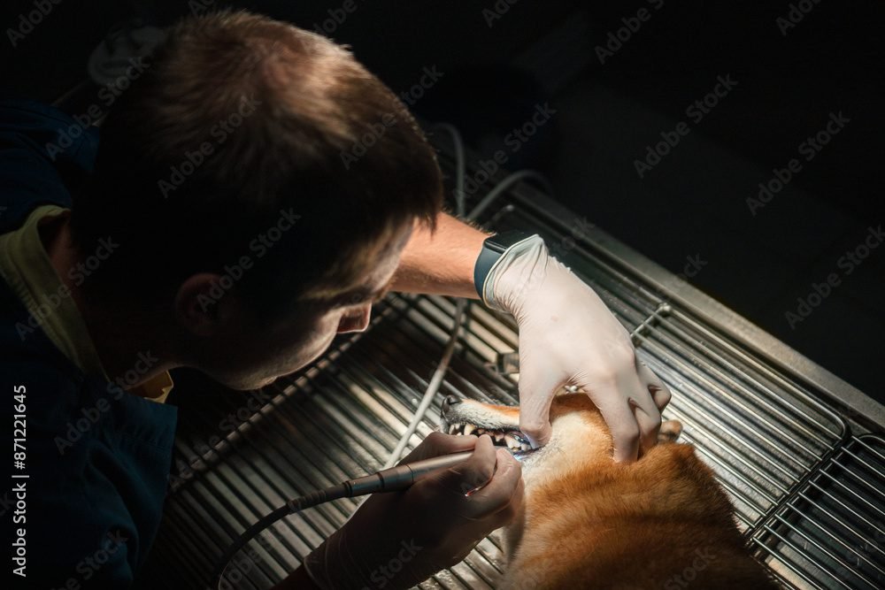Sedated dog teeth cleaning