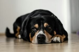 Forgotten Dogs Animal Rescue Adoption Event