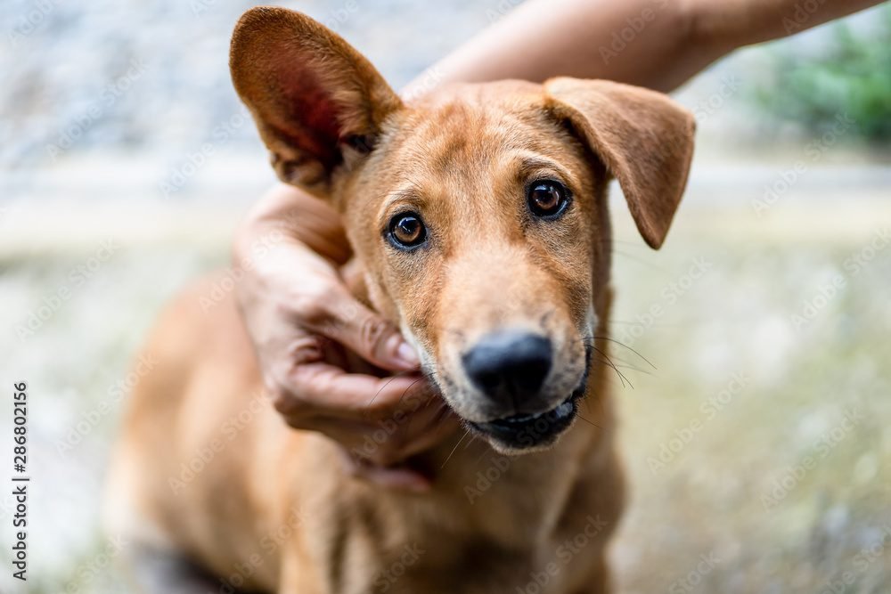 Woman hand is petting her beloved dog. Happy dog with the owner. Conceptual image of friendship between the person and a dog.