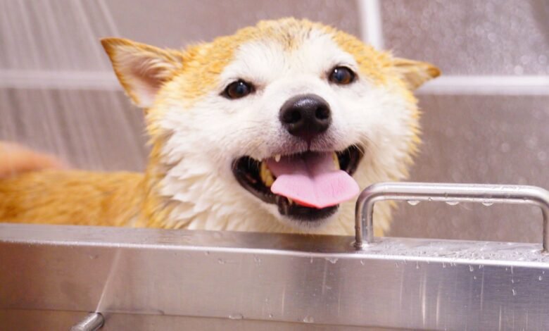 Close-up of a joyful Shiba Inu dog taking a bath with its tongue out. Perfect pet care moment.