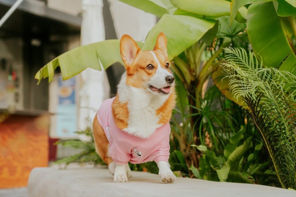 Tropical Tails Pet Fashion Show