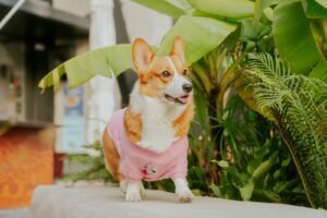 Tropical Tails Pet Fashion Show