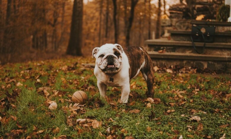 English bulldog beside ball on grass