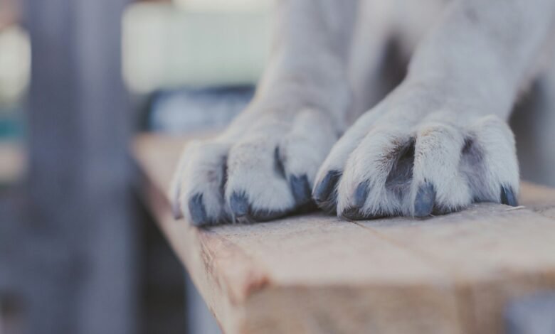white short coated dog on brown wooden table