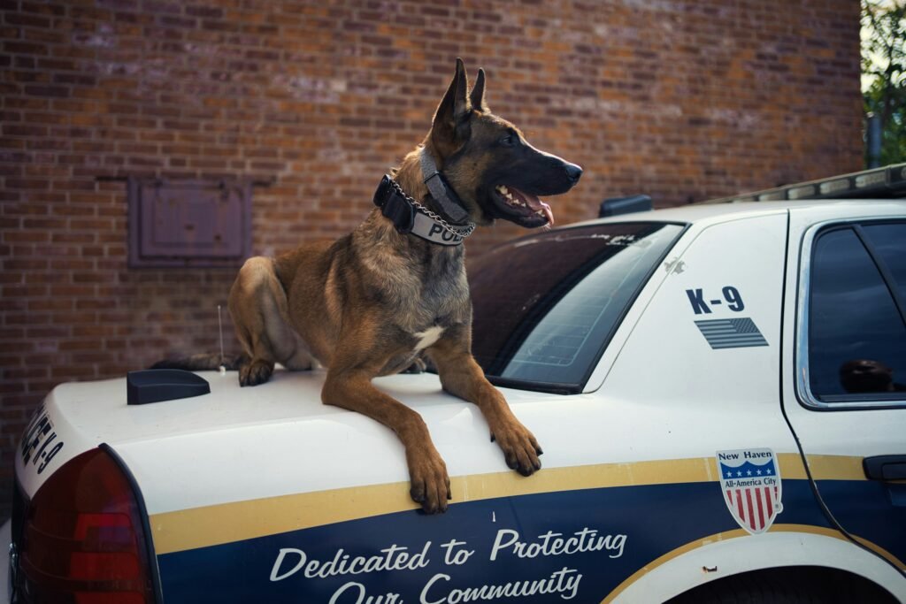 Barks and Badges