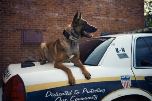 Barks and Badges