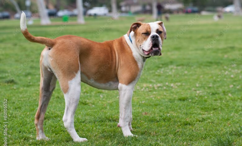American Bulldog doing an impression of Popeye