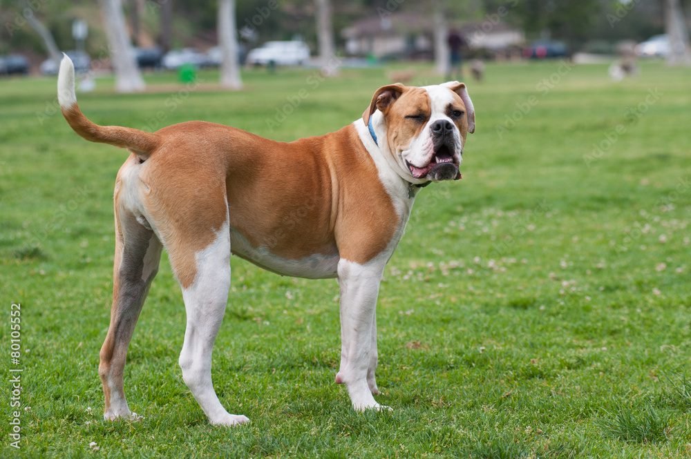 $25 Bully Breed Spay & Neuter