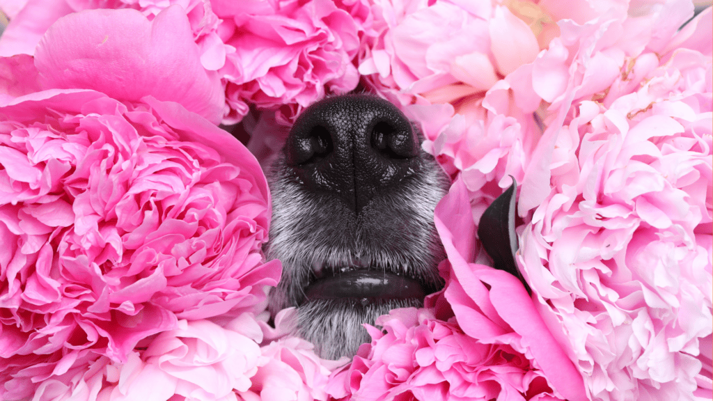 Fabulous Florals Pet Fashion Show