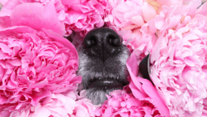 Fabulous Florals Pet Fashion Show