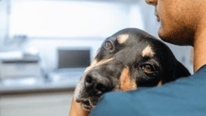 We Care For Animals Adoption Event