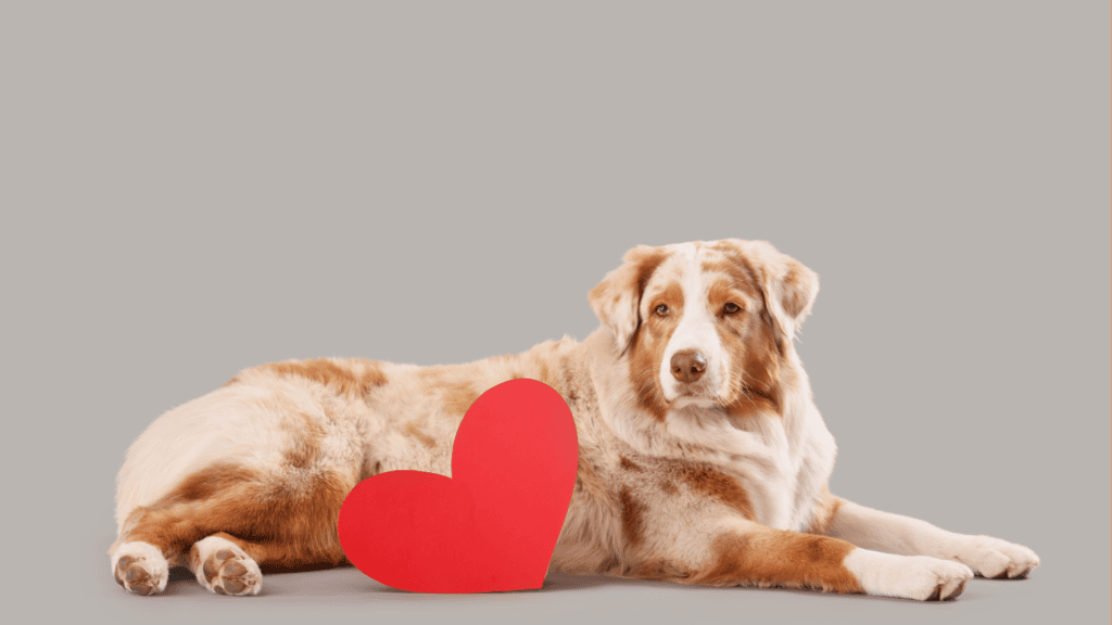 C.A.R.E. Fair: Community Resources and Pet Support