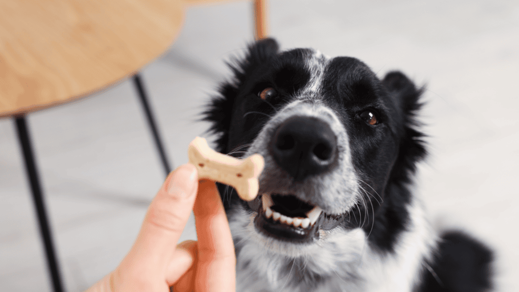 Give a Dog a Bone Week Open House