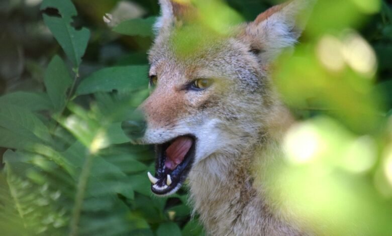 A close up of a fox with its mouth open
