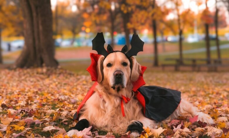 A dog wearing a costume laying in leaves
