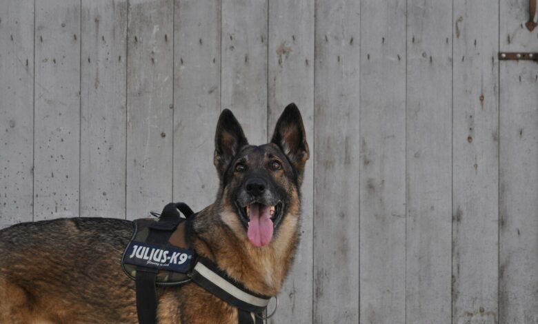 brown and black german shepherd