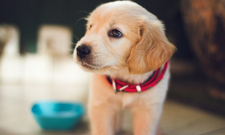 selective focus photography of short-coated brown puppy facing right side
