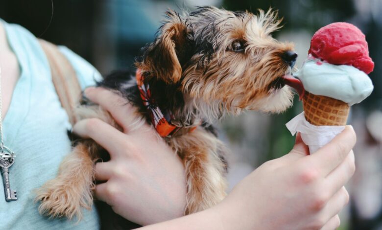 person holding brown and black airedale terrier puppy licking ice cream on cone