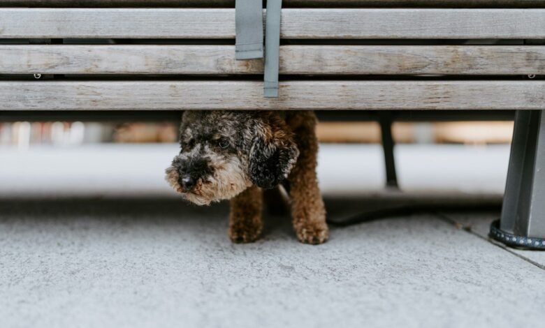 black and brown long coated small dog on brown wooden bench