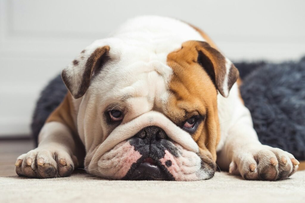 $25 Bully Breed Spay & Neuter