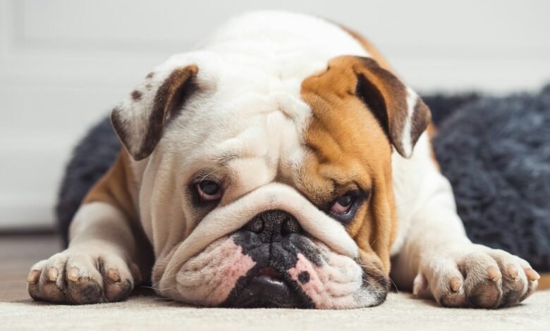 a brown and white dog laying on the floor