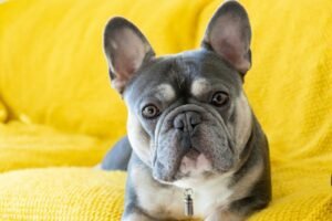 brown and white french bulldog puppy
