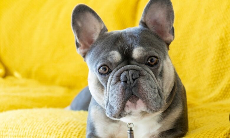 brown and white french bulldog puppy