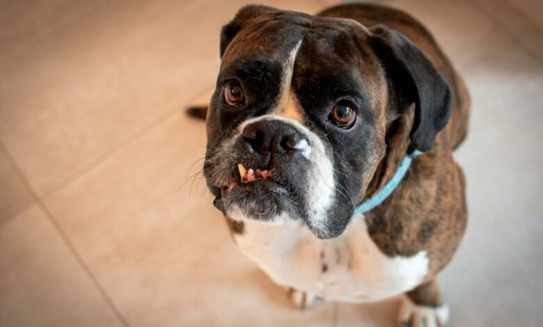 brown and white short coated dog